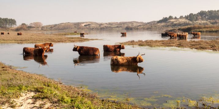 shutterstock_1128913745